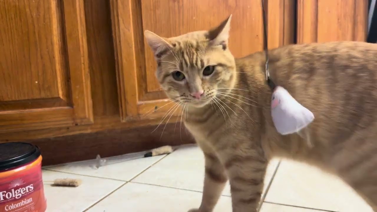 I play with the cat give for him happy 😃 