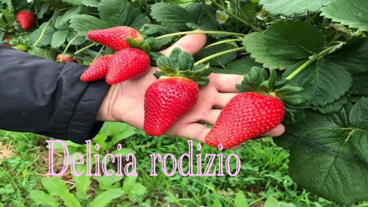 Rodizio de morango no japao