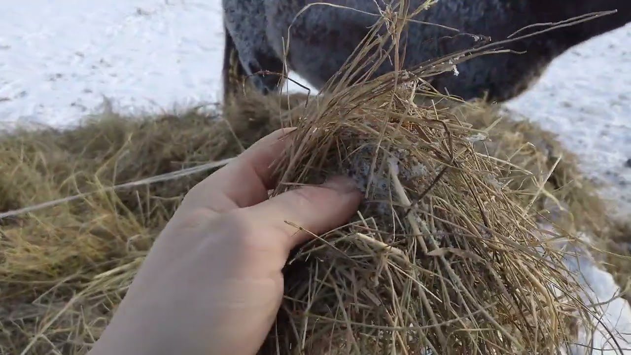 Обычный рабочий день, почистил у поросят! 