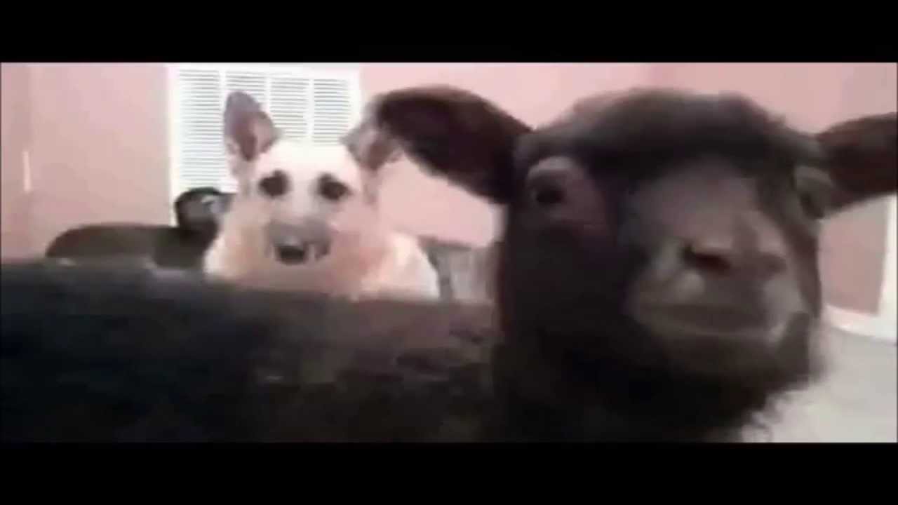 Compilado de Cabras Gritando em M&uacute;sicas