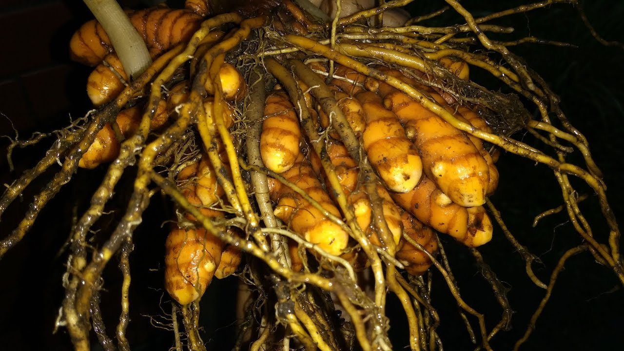 Cultivo caseiro do Açafrão da terra – A série: Colheita do Açafrão