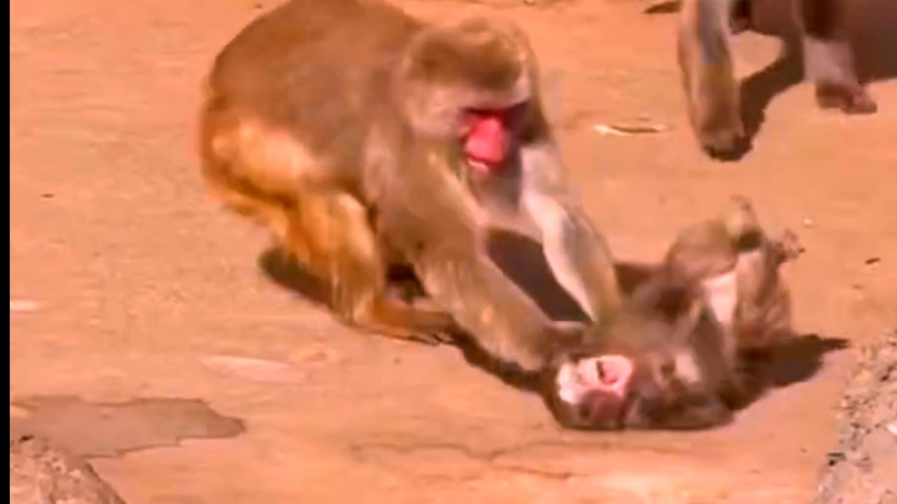 A little monkey is so small and vulnerable — it doesn’t have the strength