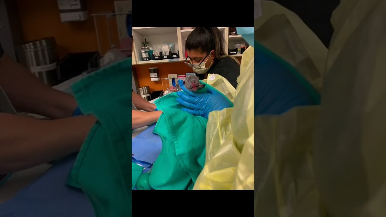 Poor Frenchie Spent Her Life Being Used For Breeding & Then Dumped While Pregnant