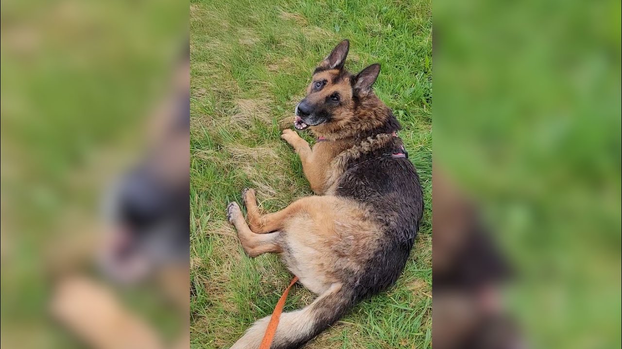 Ce vieux chien, qui a vécu seul dans une cour, attend la famille de ses rêves depuis plus d'un an