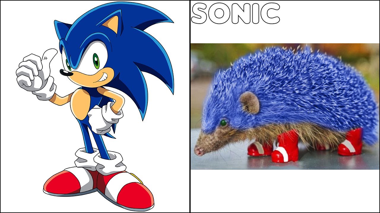 Sonic the Hedgehog Characters In Real Life