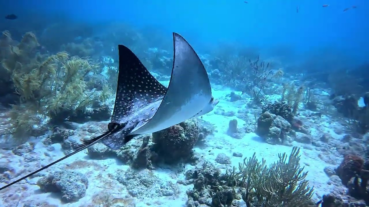 Spotted Eagle Ray Turtle Bonaire 18 March 2026