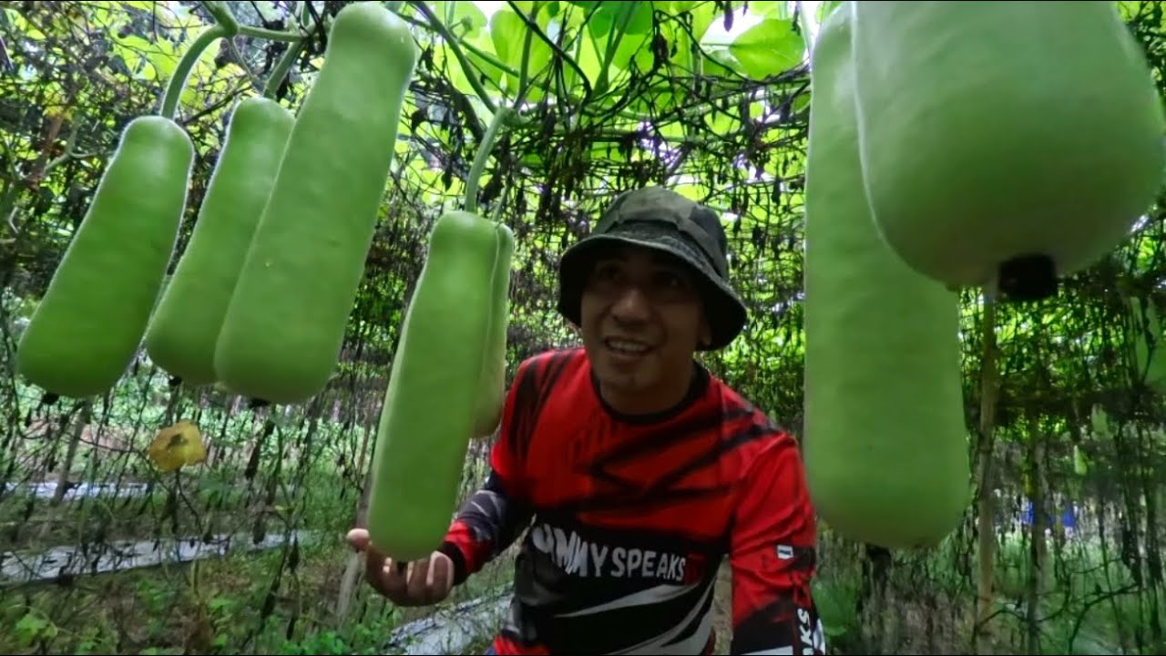 SABAY SABAY NA ANG HARVEST