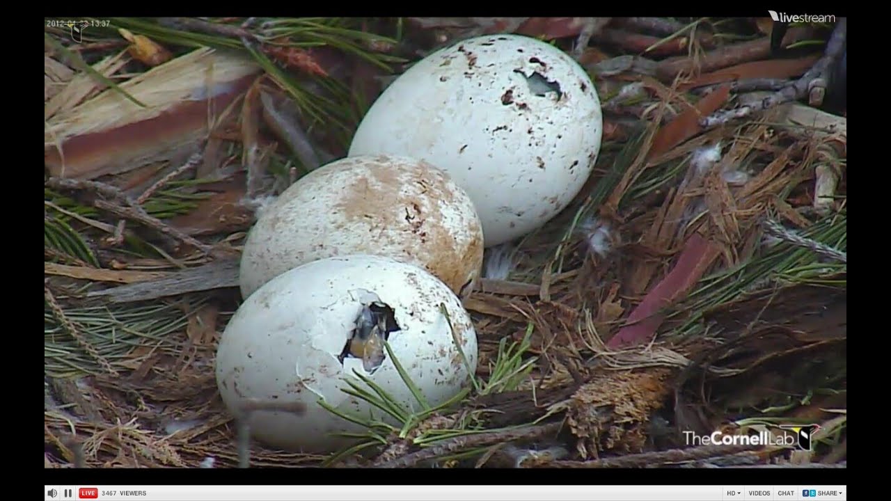 Red tail hawk babies