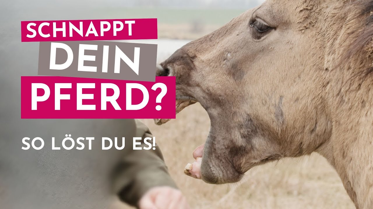 Dein Pferd schnappt? So hört es damit auf – sanft und effektiv! 🐴🛑