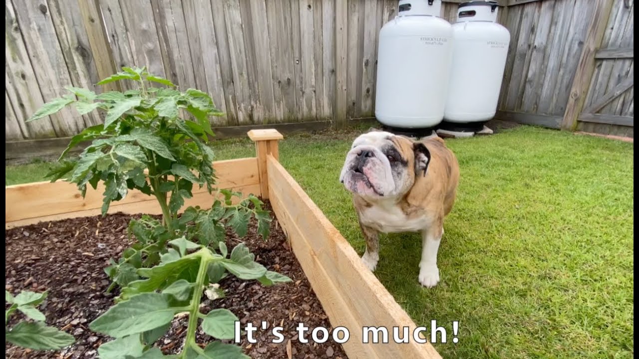 Reuben the Bulldog: Multitasker
