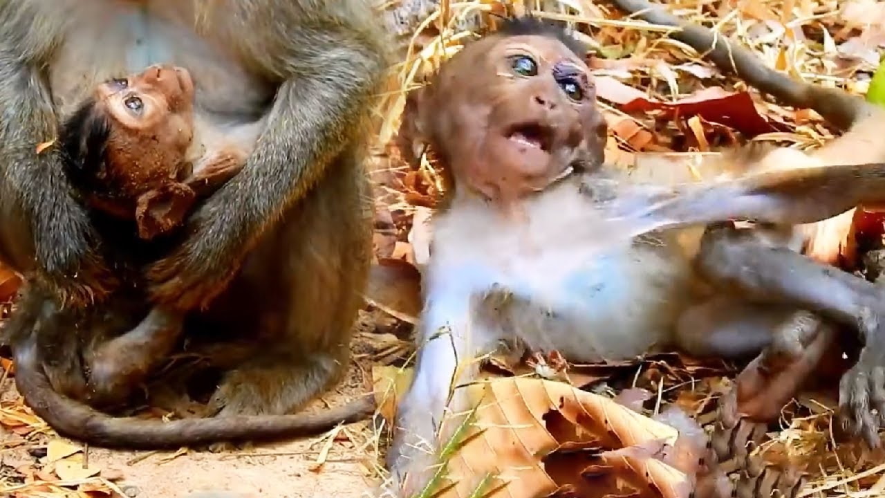 The little monkey had an accident and now he can't stand anymore.