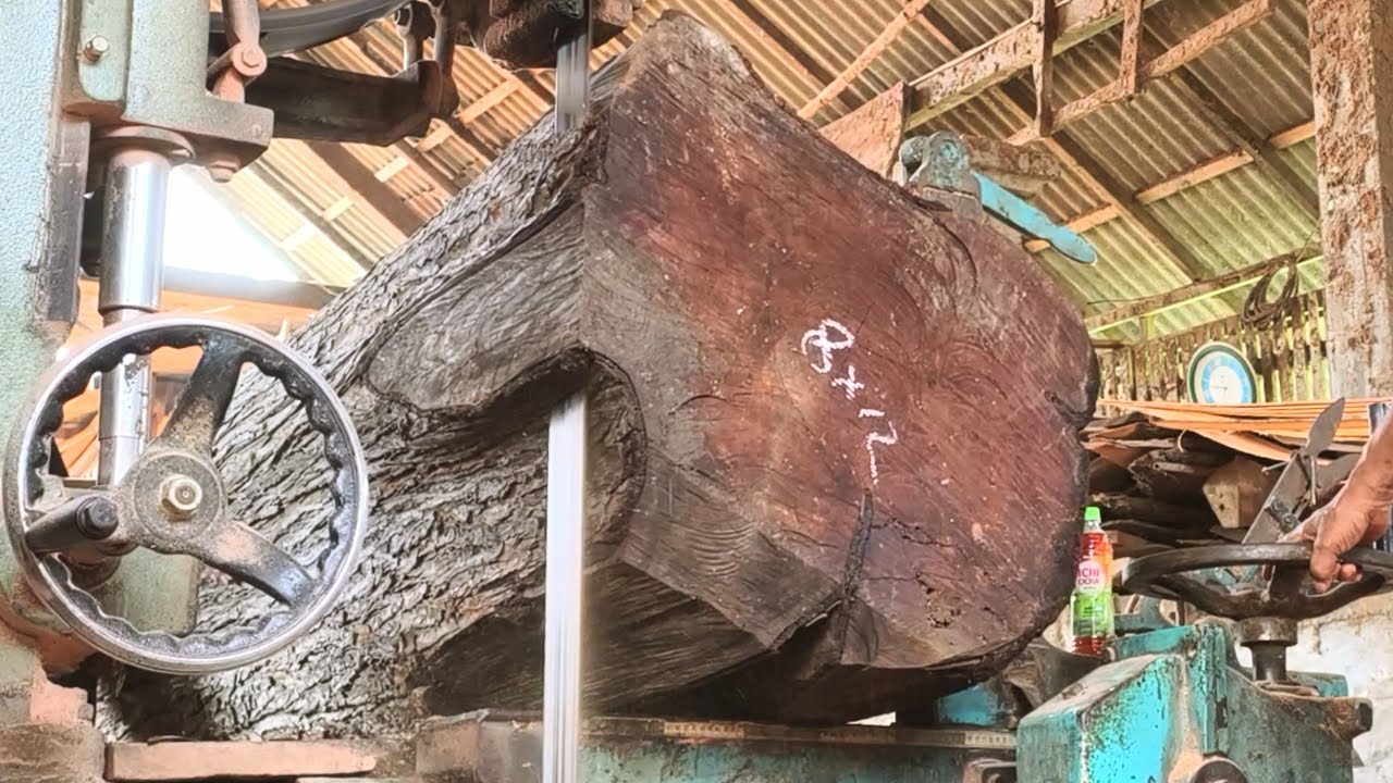 Sawing Large and Long Mahogany Logs for Construction Materials