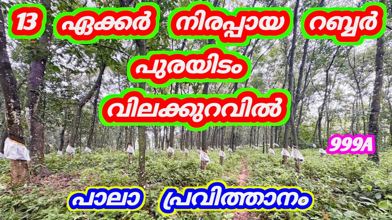 13 ഏക്കർ റബർ പുരയിടം വിലക്കുറവിൽ 😍 നിരപ്പായത് പാലാ പ്രവിത്താനം 999A 