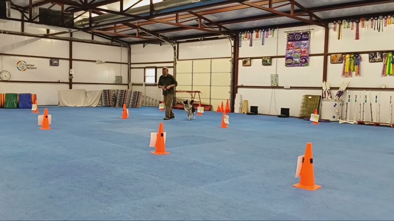 AKC Rally RNV5 Run 1