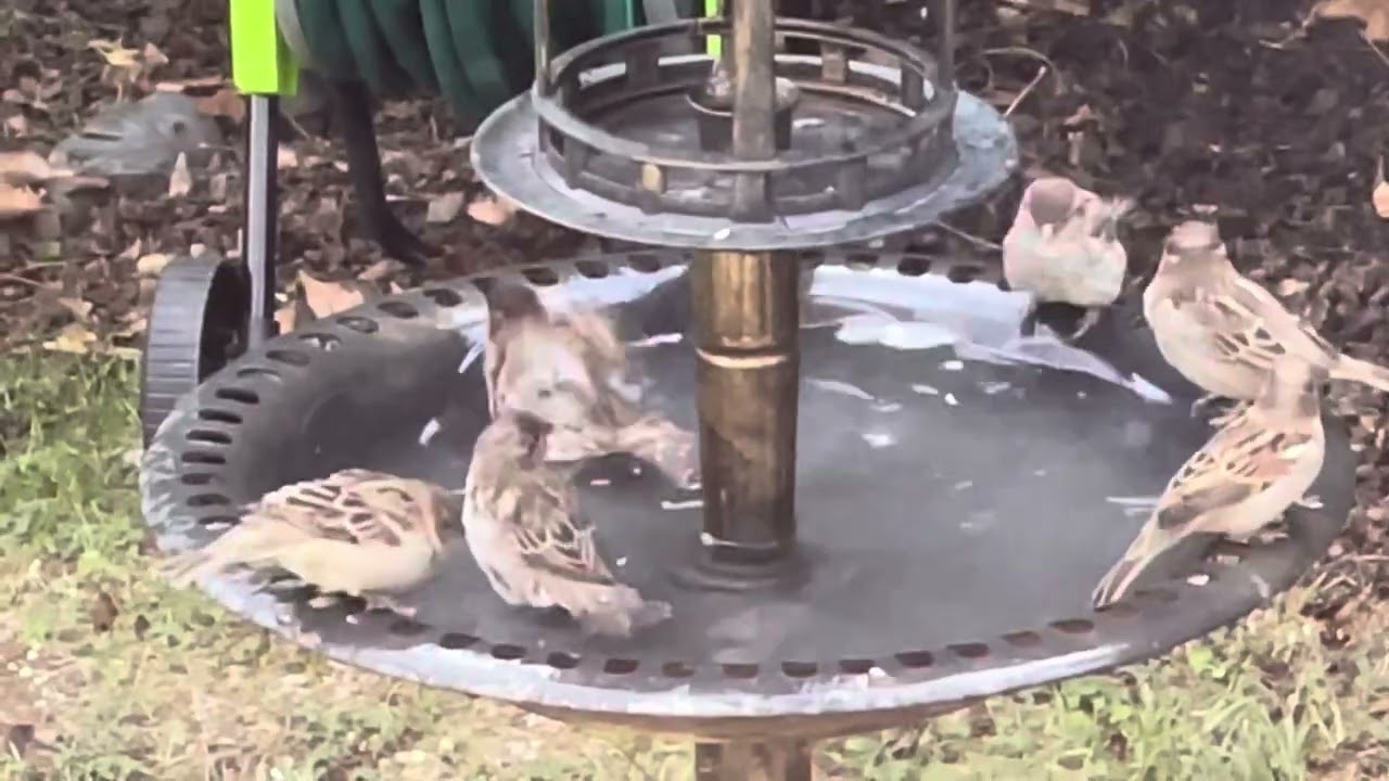 Group sparrow bath.