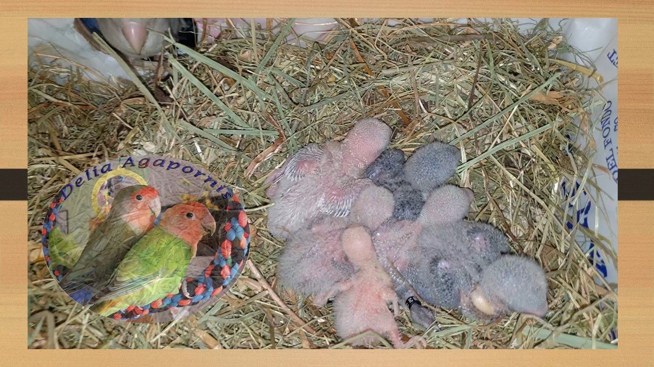 Jaula para la cría de Agapornis y alimentación 3 meses antes de poner los nidos VIDEO # 1