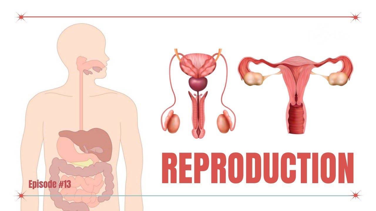 Reproduction in 12 mins | explained in Burmese