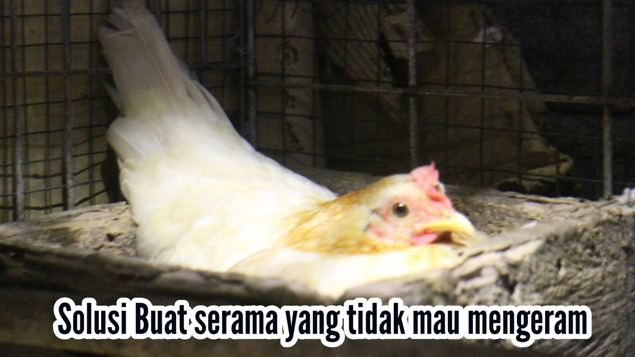 Tips & Solusi untuk ayam serama yang tidak mau mengeram @RusmadiSoemadji #ayamserama #ayamhias