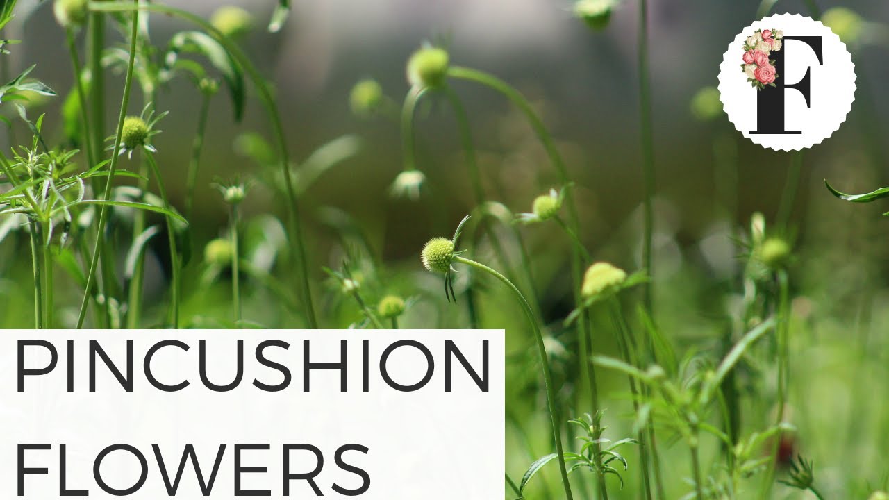 Talking about Growing Scabiosa Pincushion Flowers Cut Flower Farm Gardening for Beginners FRESHCUTKY