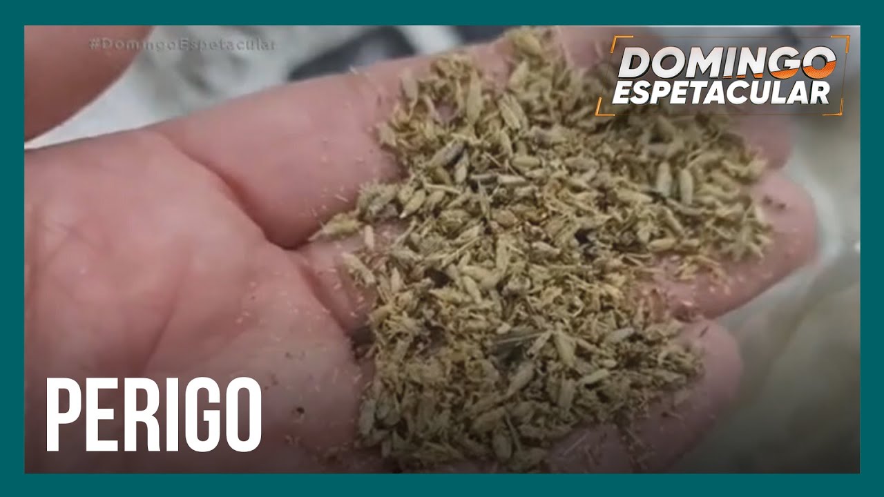 Alerta: droga K9 transforma usuários em 