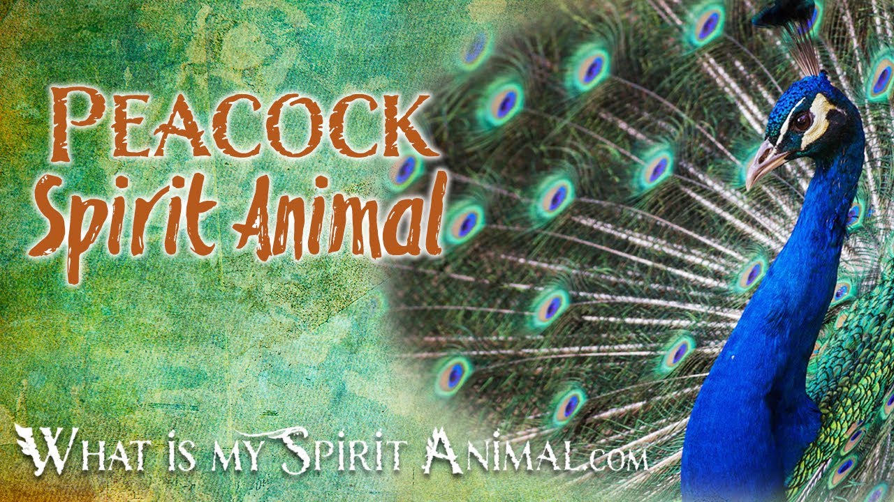Peacock Spirit Animal | Peacock Totem, Power Animal | Peacock Symbolism & Meanings