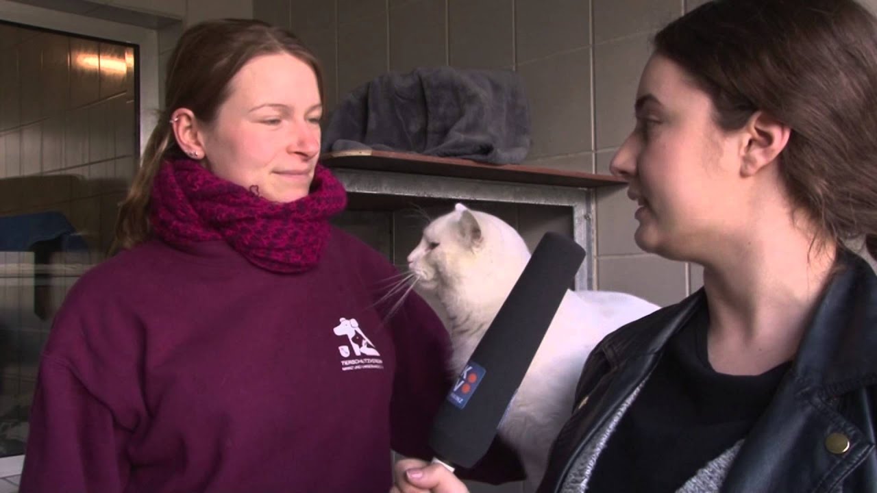 Pfötchen sucht Händchen im Tierheim Mainz