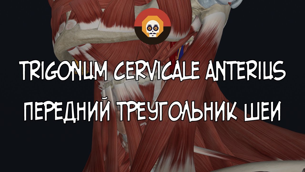 Передний треугольник шеи (trigonum cervicale anterius) 3D Анатомия