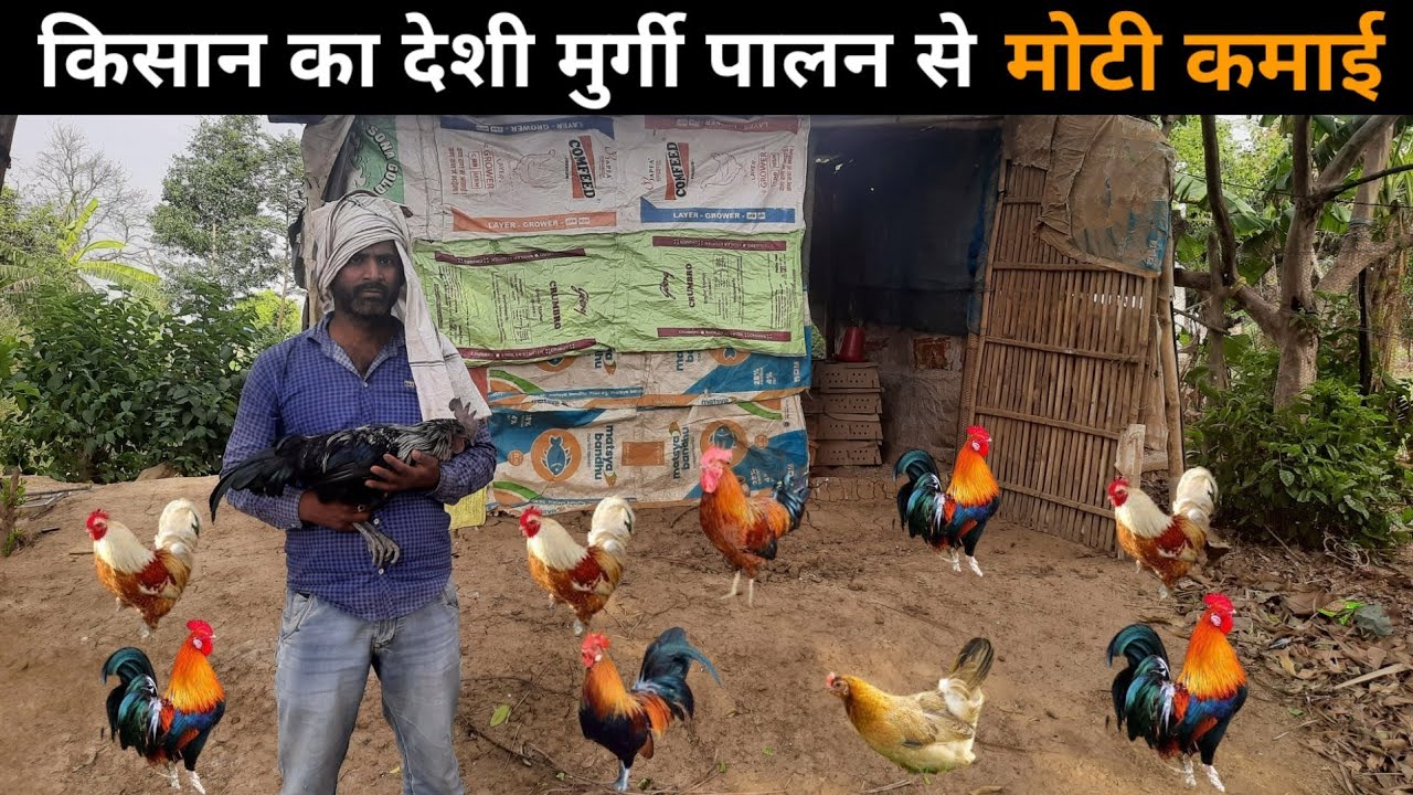 जॉब छोड़ कर शुरू किया देशी मुर्गी का पालन free ranj deshi poultry farm #deshimurgipalan