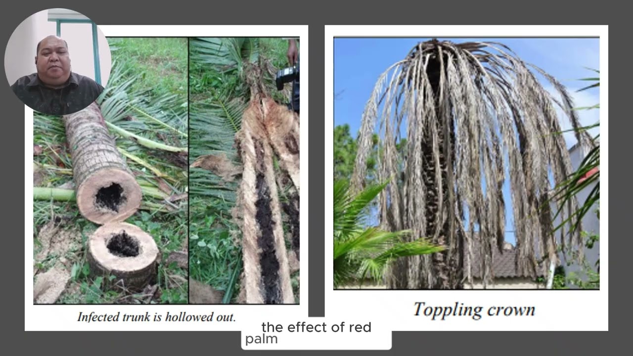 The Red Palm Weevil [ RPW ] in coconut pest