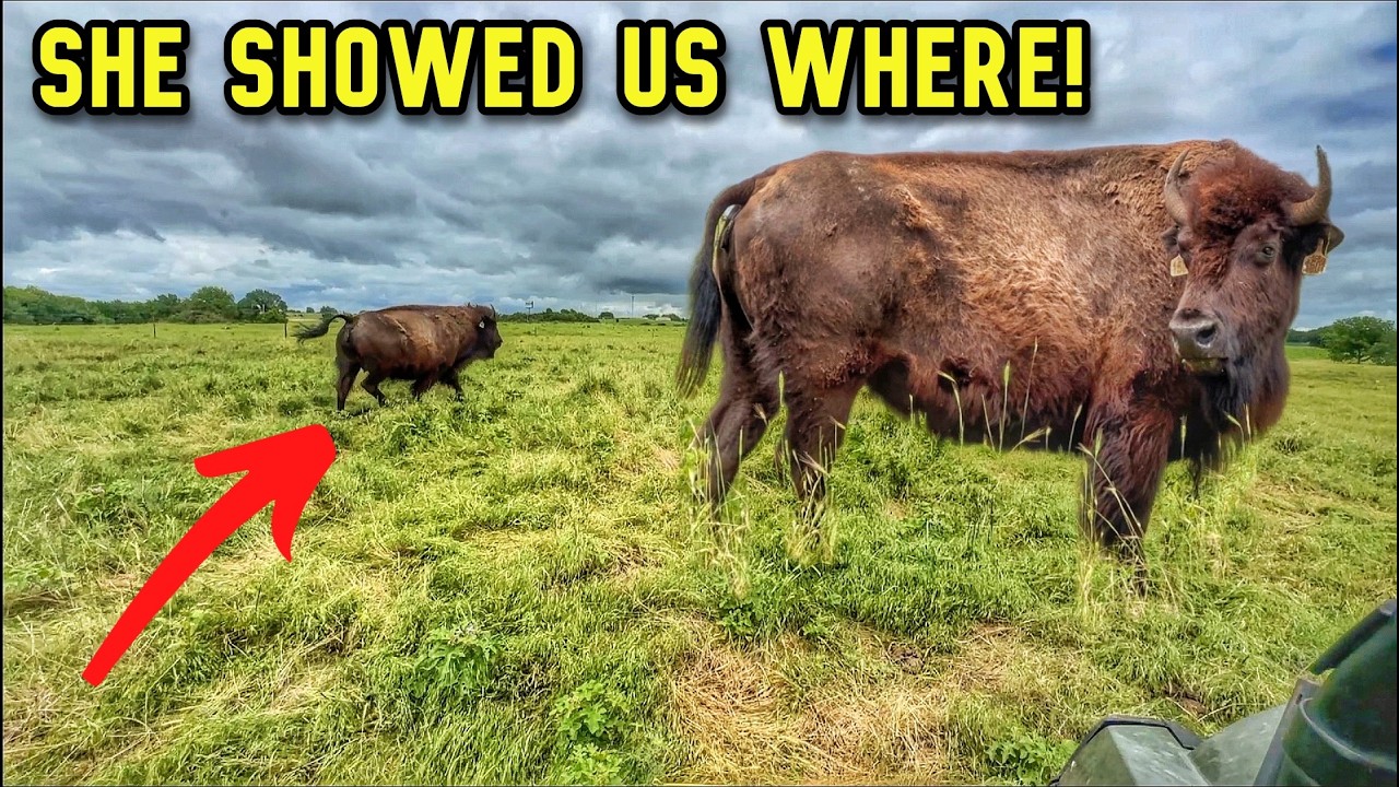 This Cow Was Away From the Herd, Then She Took Us to…