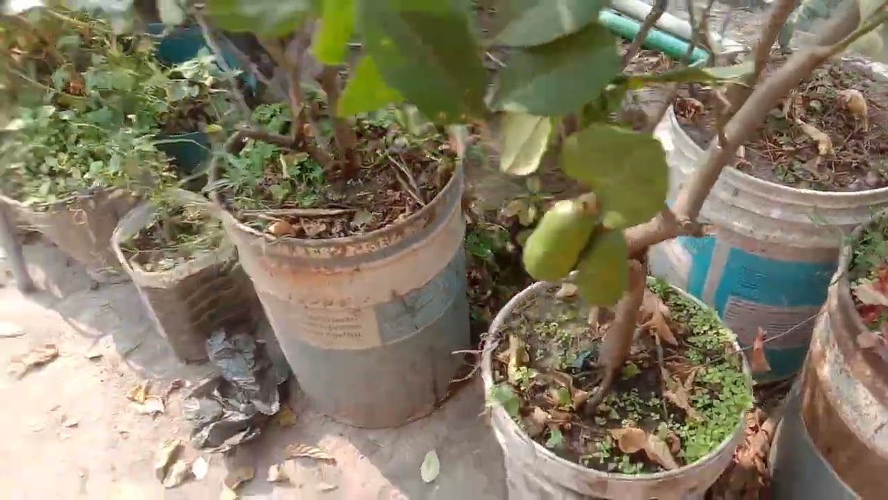 ছাদ বাগান থেকে শাক সবজী হারভেস্ট করে নিলাম