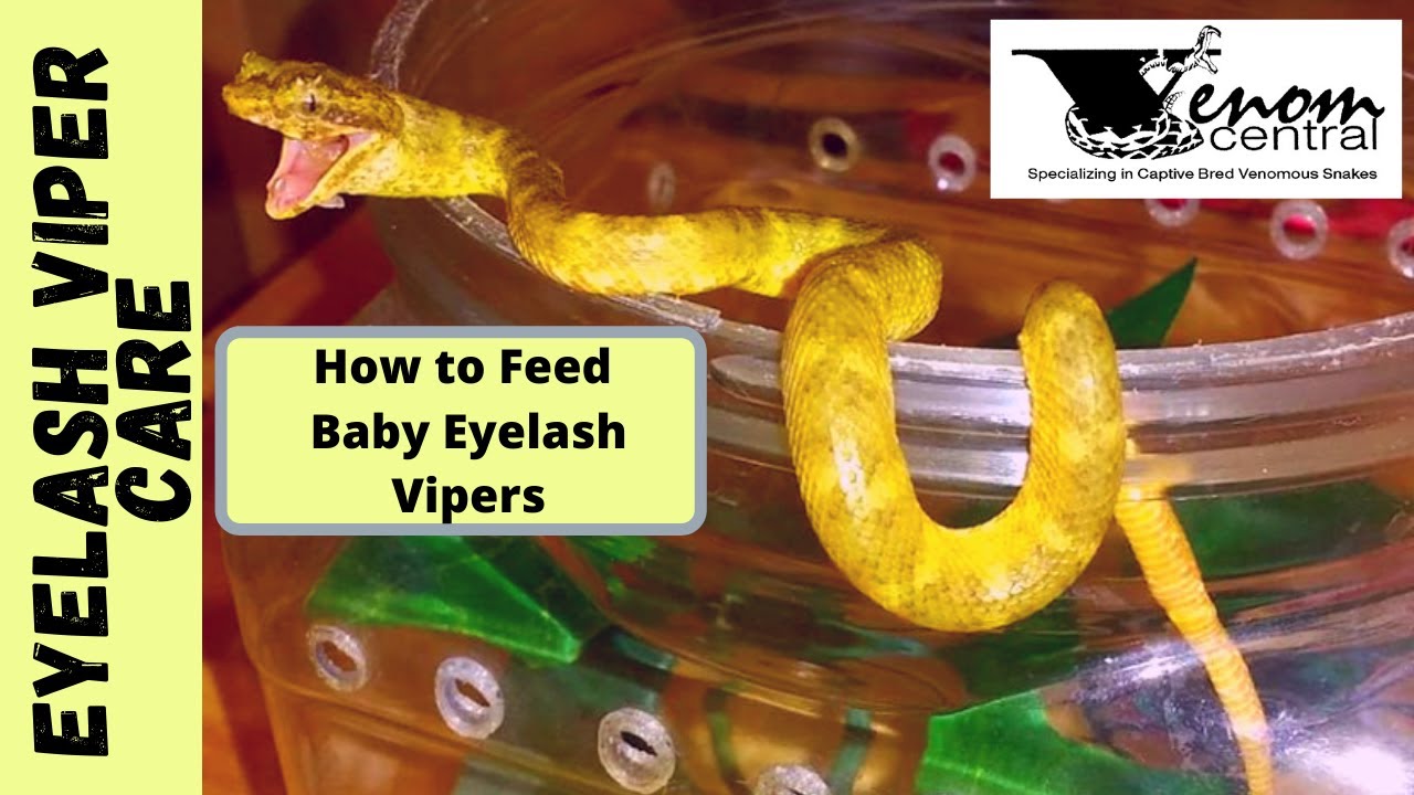 How-to Eyelash Viper Baby Feeding | Tips & Tricks Feeding Venomous Viper Babies