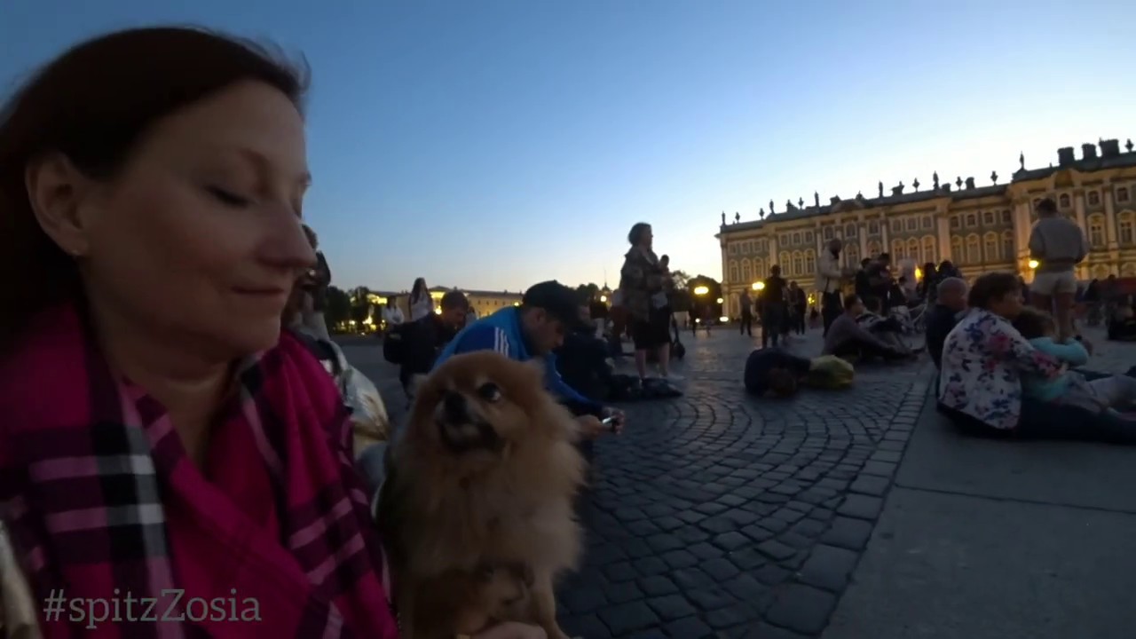 Saint-Petersburg /Wight night /Walking with spitz ZOSIA 