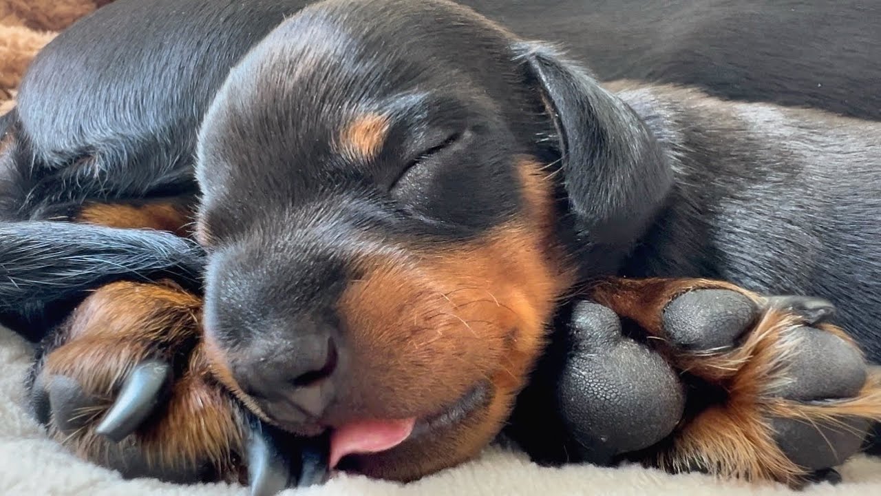 Little Dachshund puppies have their tongues out.