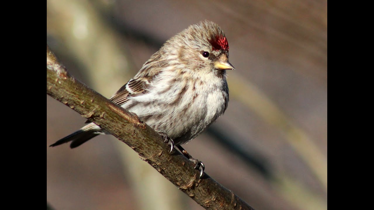 Barmsijs en sijs invasie #129 redpoll and siskin invasion Netherlands
