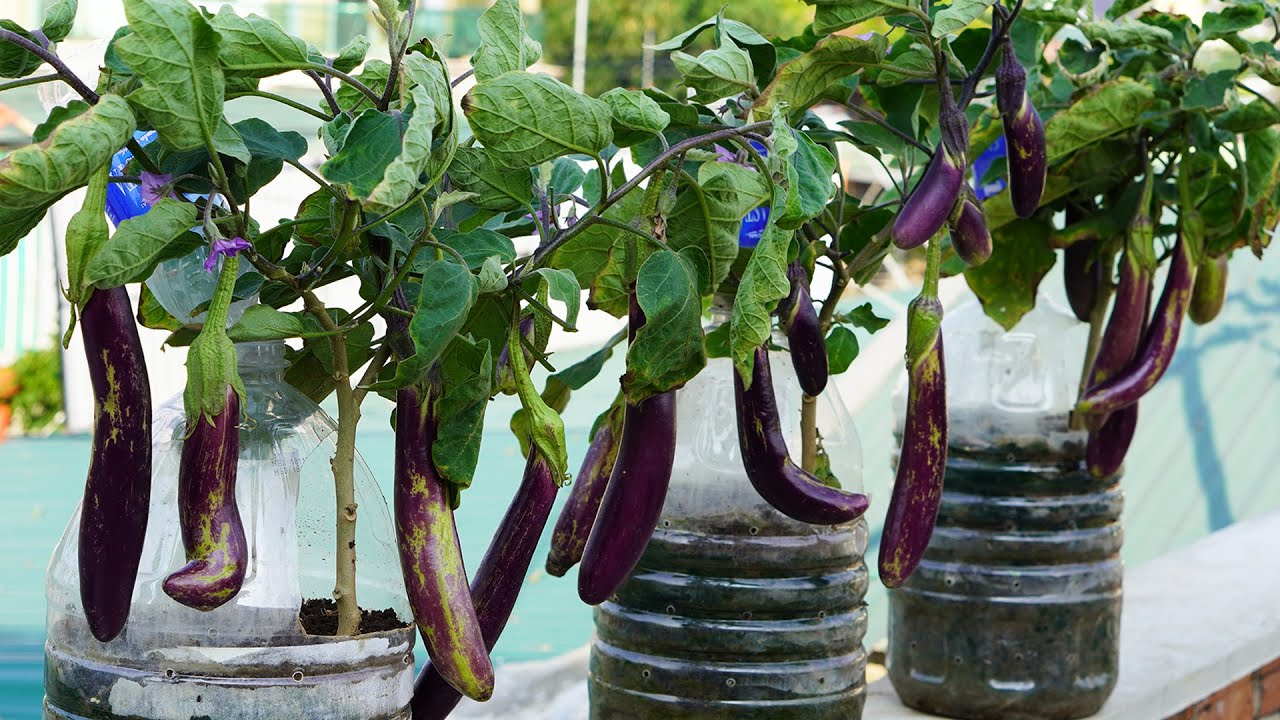 How To Grow Eggplant In Plastic Bottles Simple And Effective