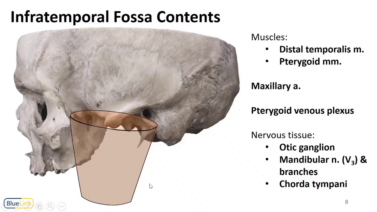 InfratemporalFossa LO2 - Fossae