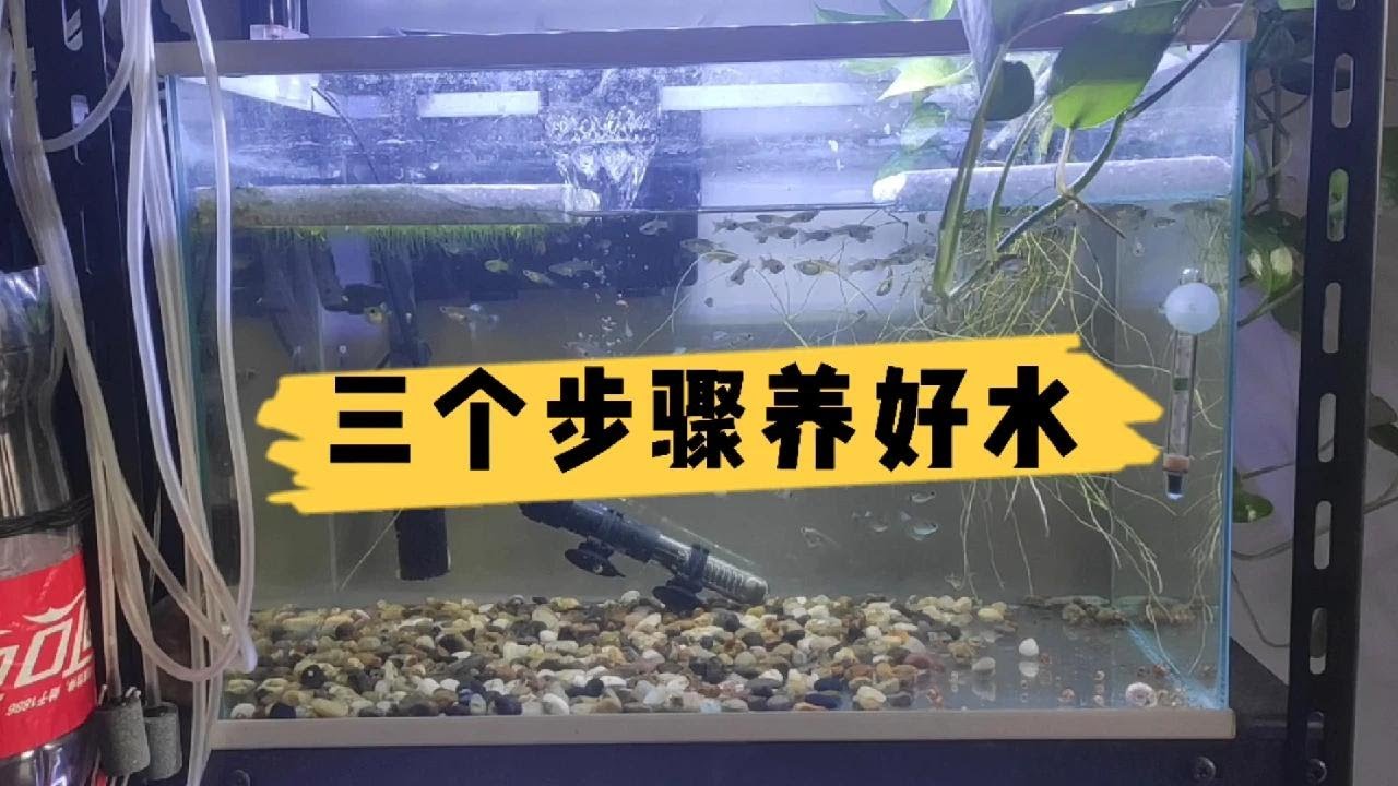 鱼缸究竟要如何养水？三个步骤教你养好一缸水。