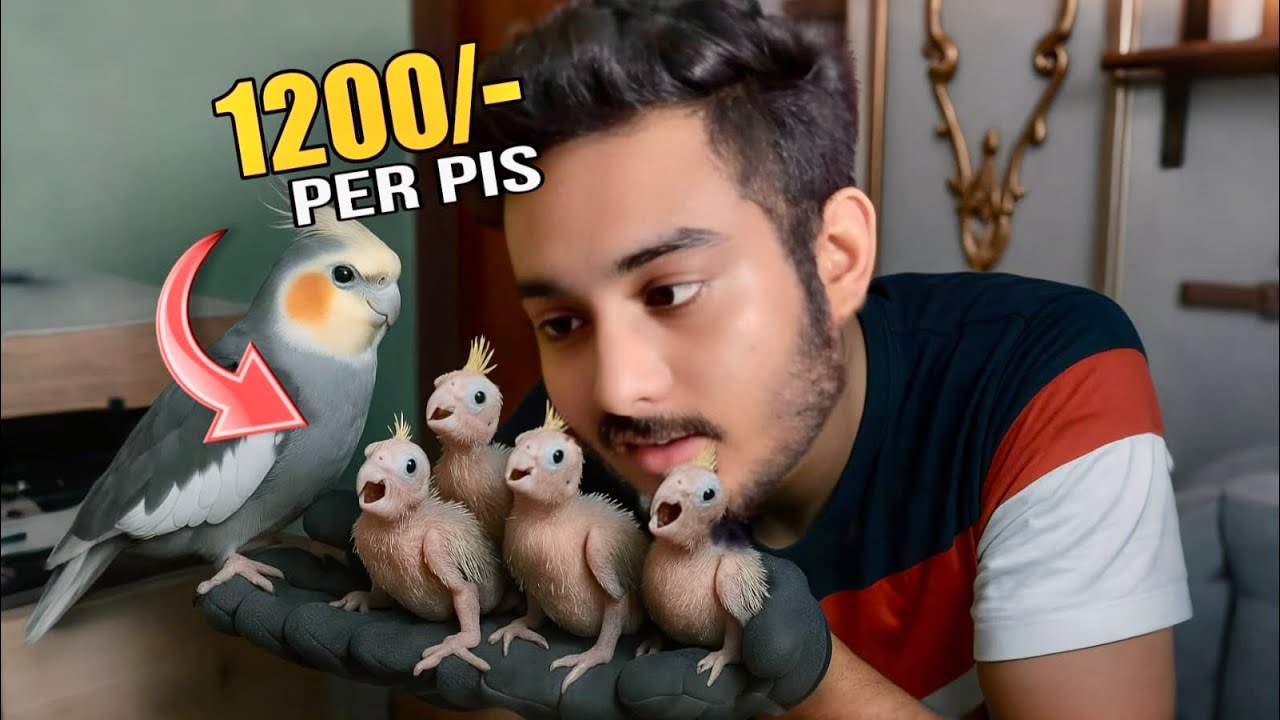 Cockatiel birds Breeding / Cockatiel baby First Hand feeding