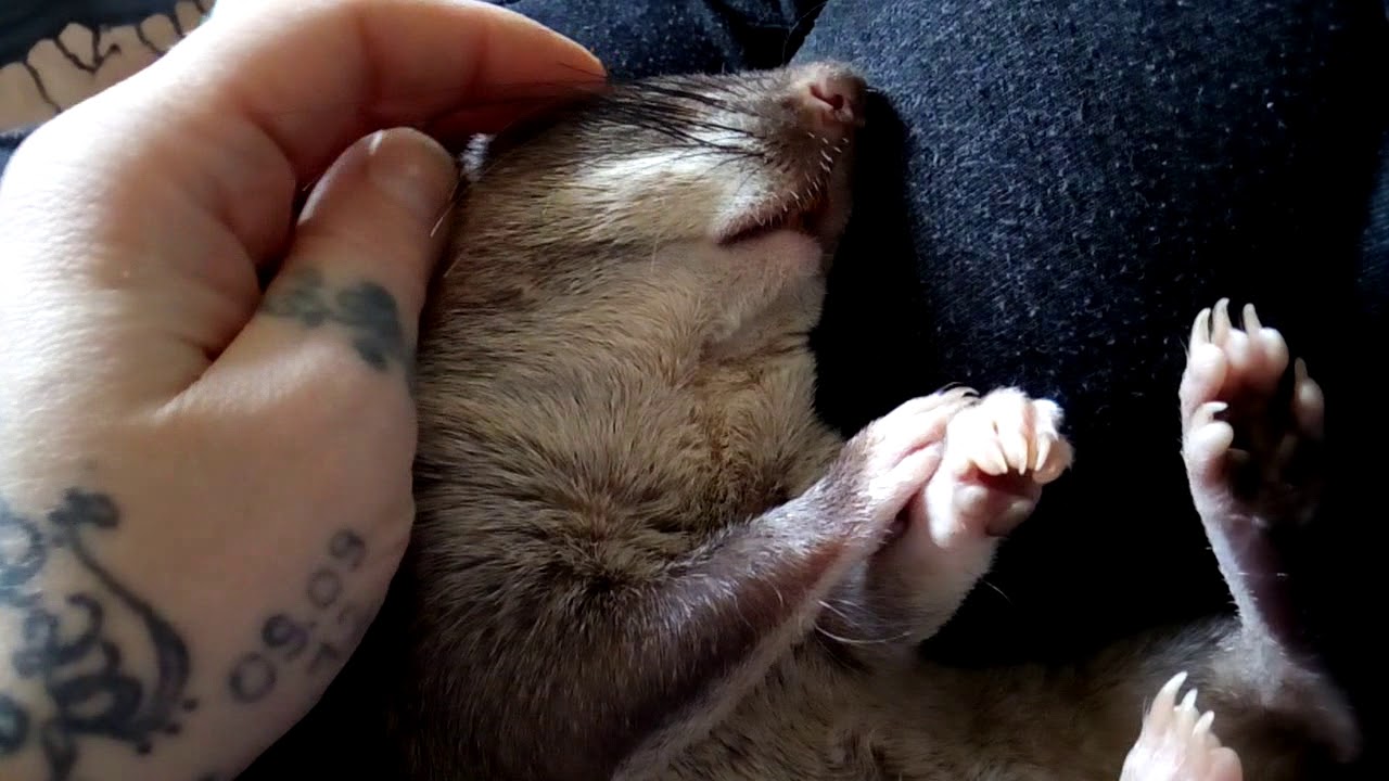 The cuddliest gambian pouched Rat in the world ... Floki, the big softie ♥️