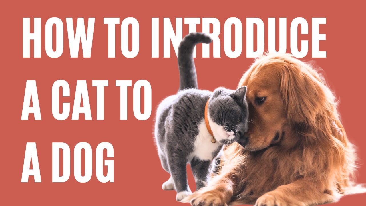 How to Introduce a Cat to a Dog | 4 Expert Tips for Safe & Stress-Free Pet Introductions