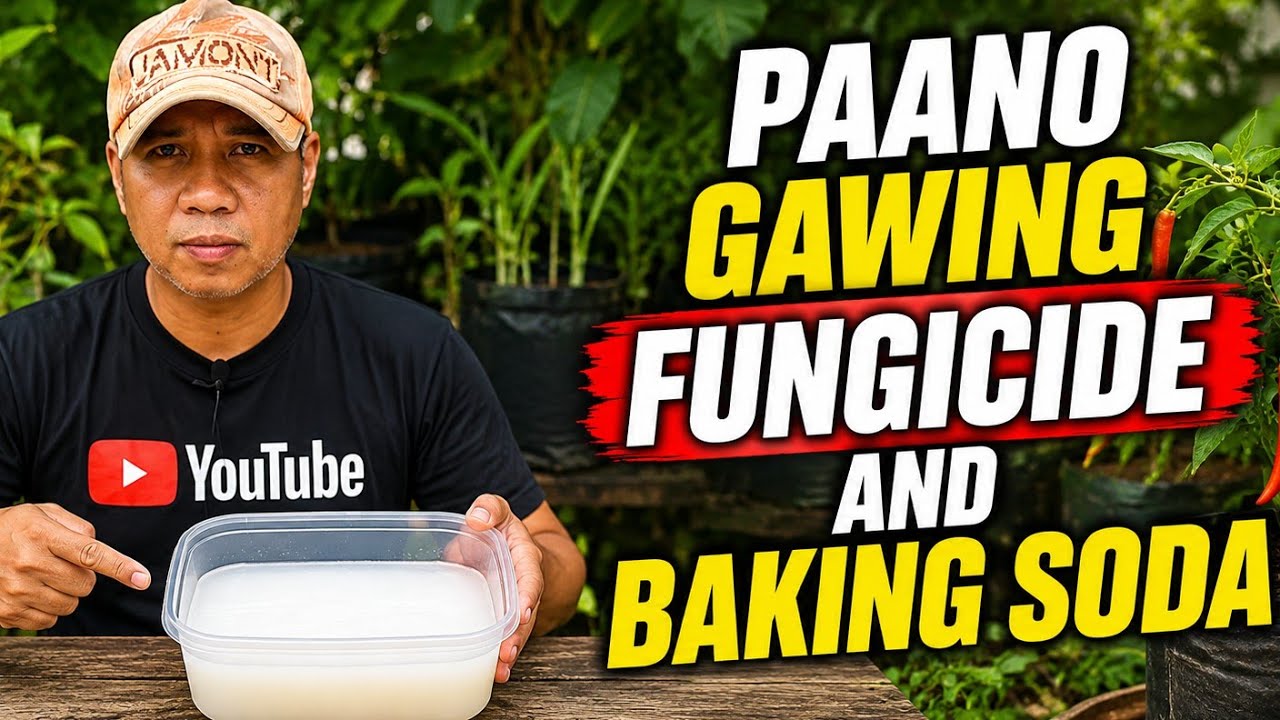 Paano Gawing Homemade Fungicide Ang Baking Soda Para Sa Ating Mga Halaman
