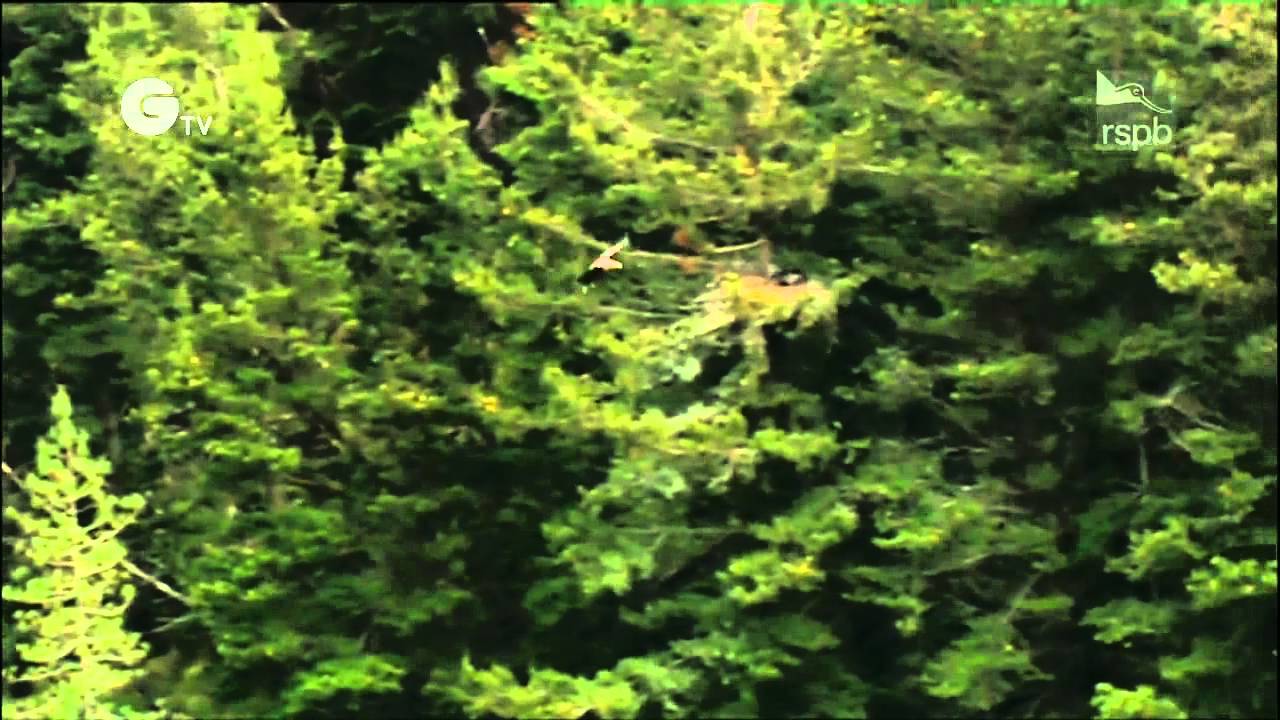 Sea eagles: White-tailed eagles of Skye