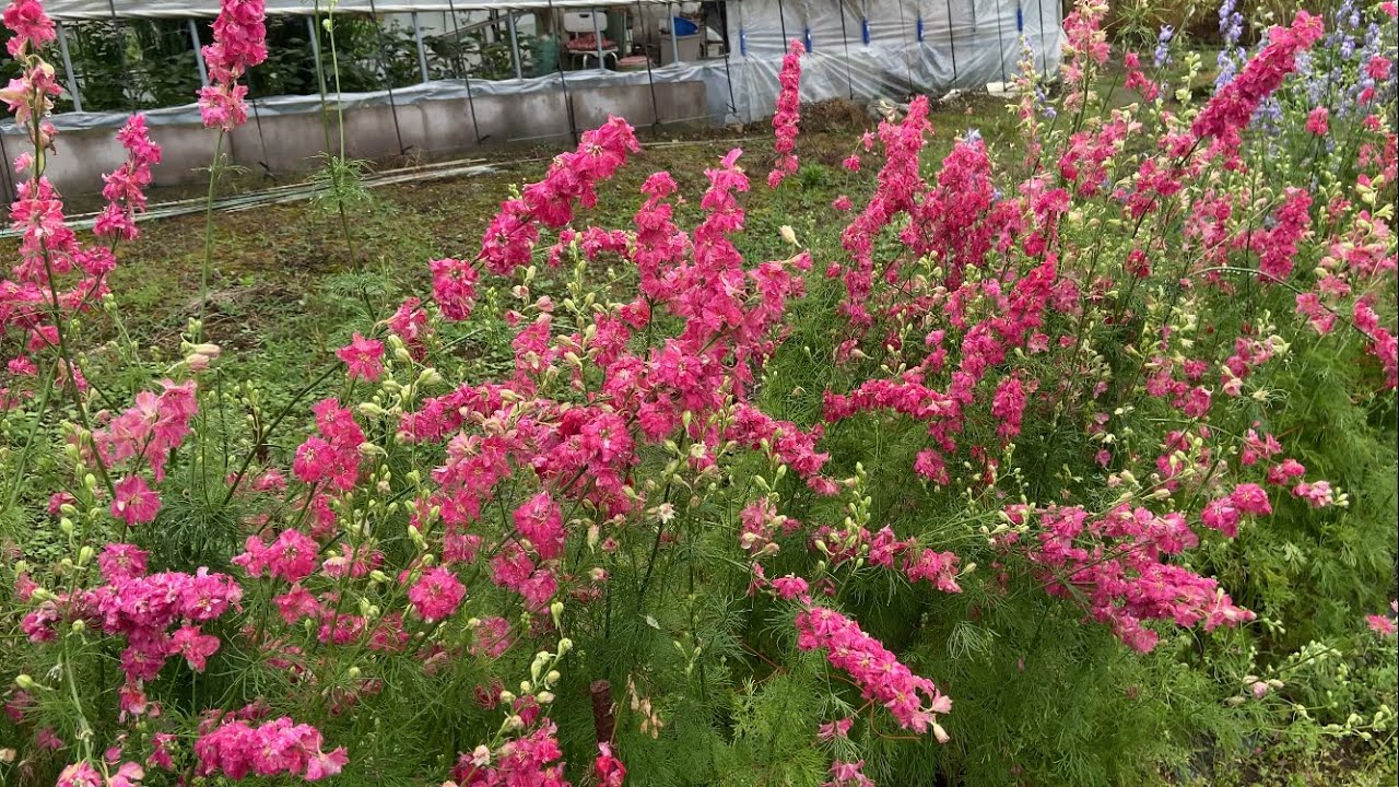 千鳥草残念ながら😢廃棄処分します。2023.05.30