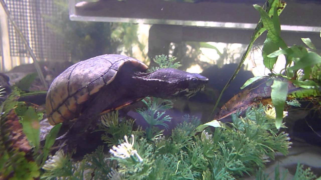 Turtle Tank Update - April 2014