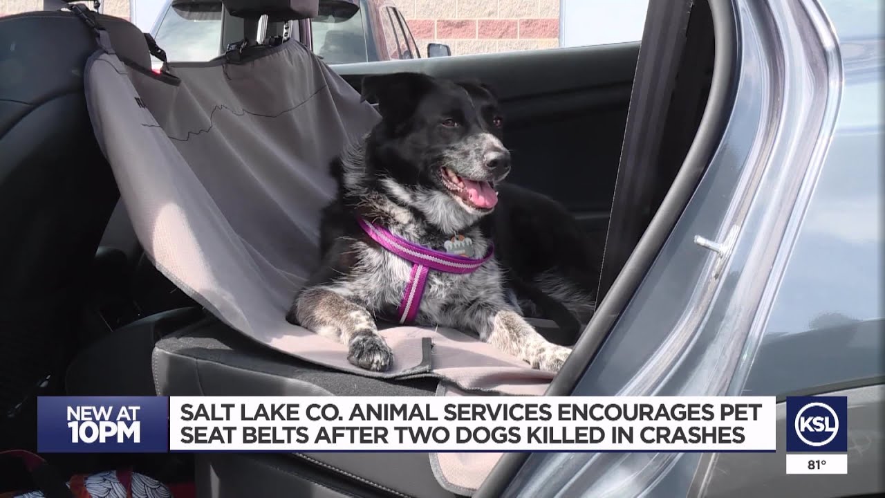 Salt Lake Co. Animal Services encourages pet seat belts after crashes kill dogs