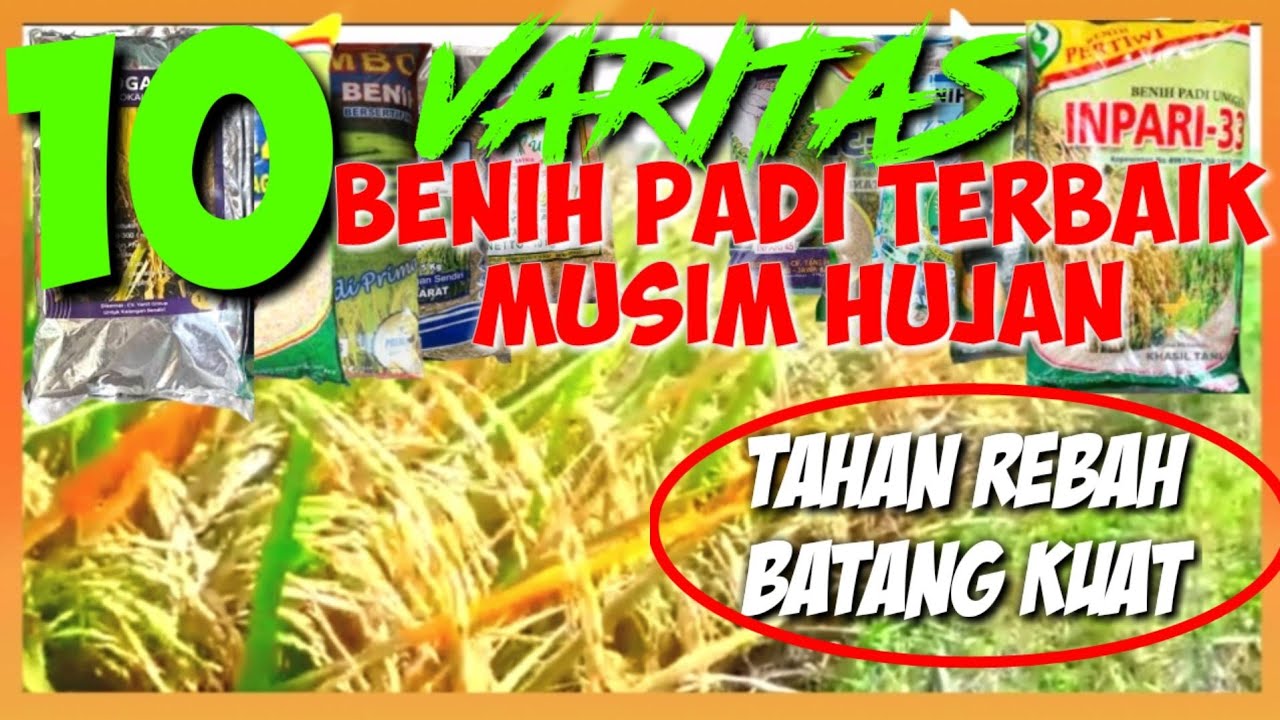 DAFTAR BENIH PADI TERBAIK TAHAN REBAH MUSIM HUJAN||LIST OF BEST RICE SEEDS RESISTANT TO RAIN SEASON