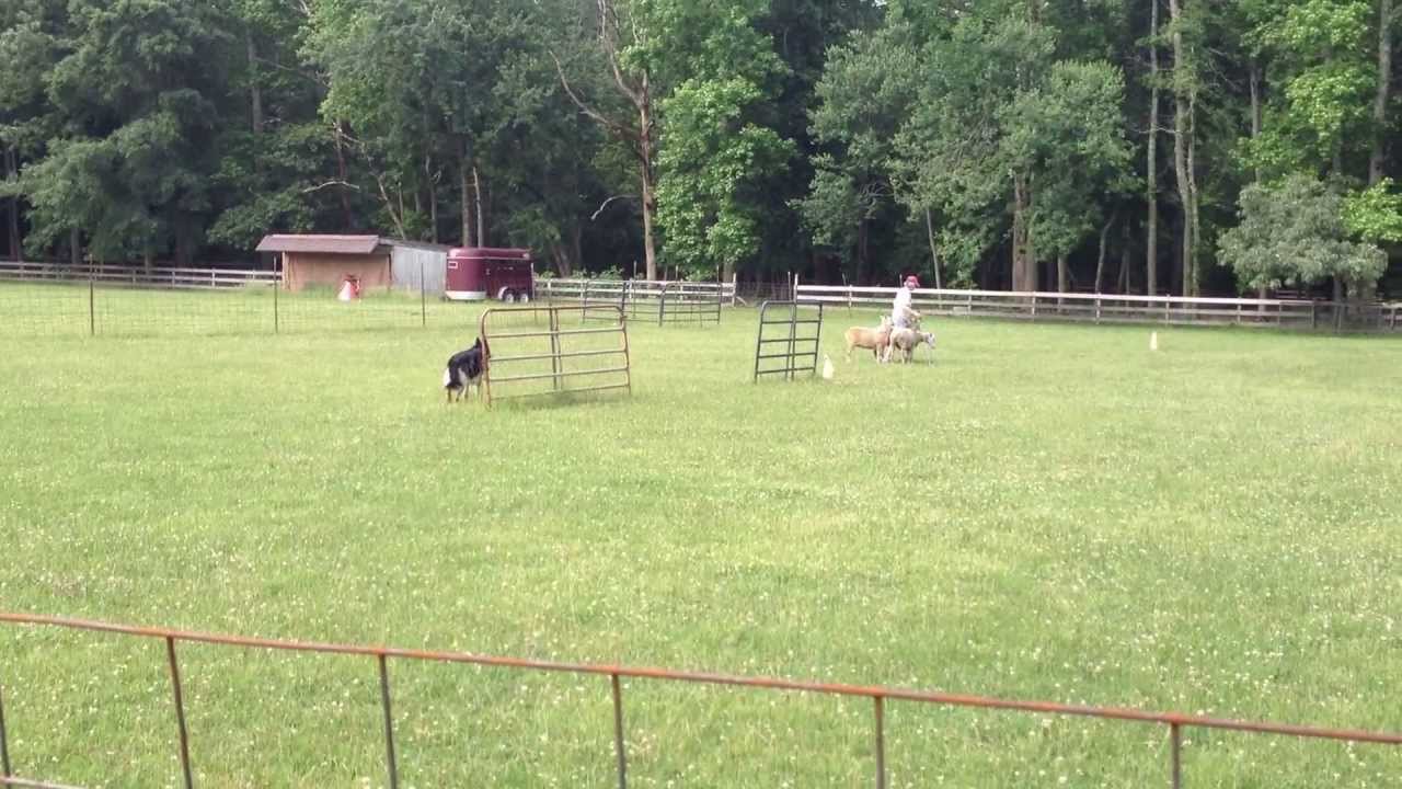 Dexter Herding 20130503