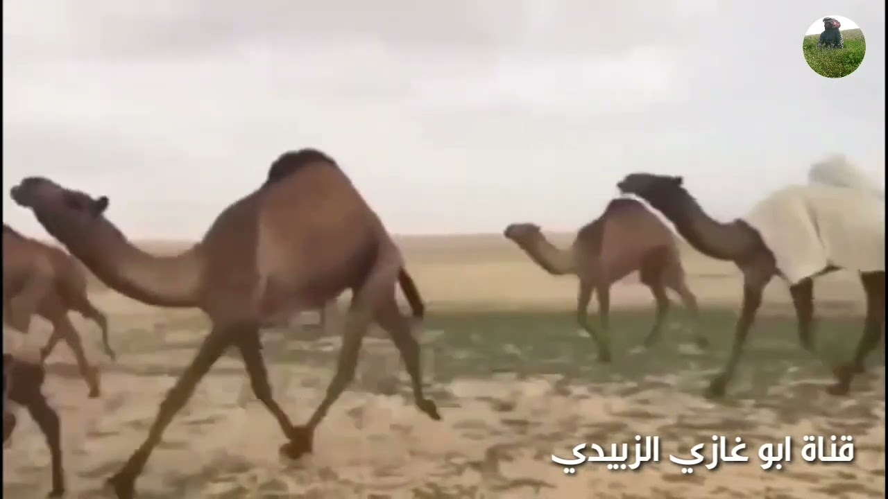 راكب اللي روحن من دار شمر// العازف هلال الهيمد(يرحمه الله)