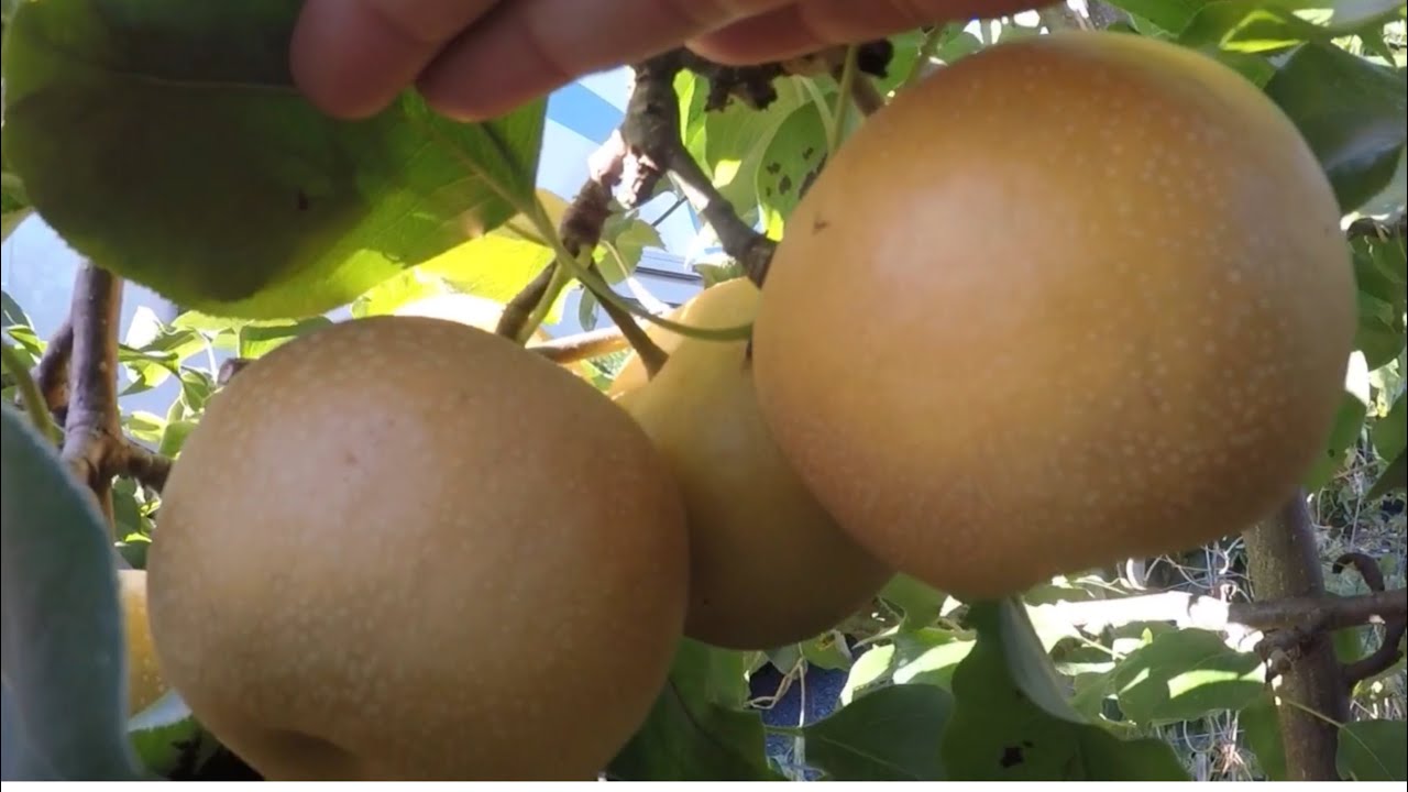 Gardening, Asian Pears, Growing Red Onions late upload (V-66)